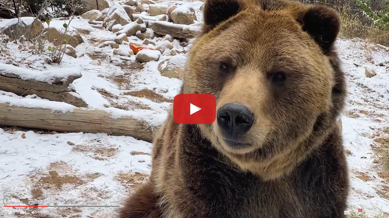 How Do the Grizzly Bears at CMZoo Spend the Winter? CMZoo