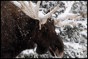 Male Canada moose, Tahoma portrait