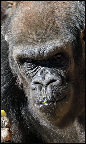 Western Lowland gorilla, Roxie portrait