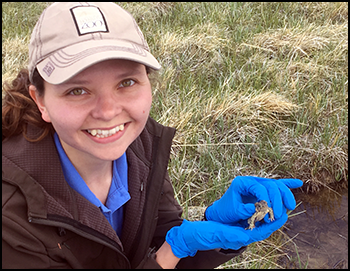 Staff member holding a Wyoming toad releasing them into the wild