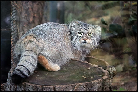 Pallas' Cat Archives - CMZoo