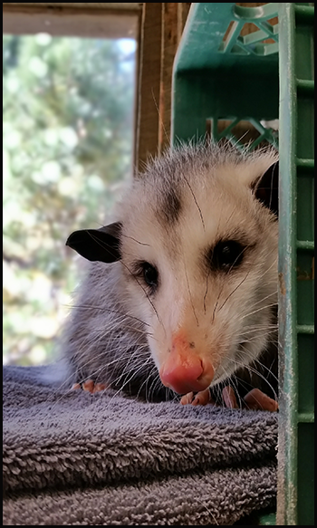 Opossum peering around a corner