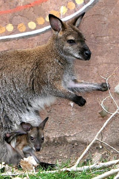 Red Necked Wallaby | Welsh Mountain Zoo