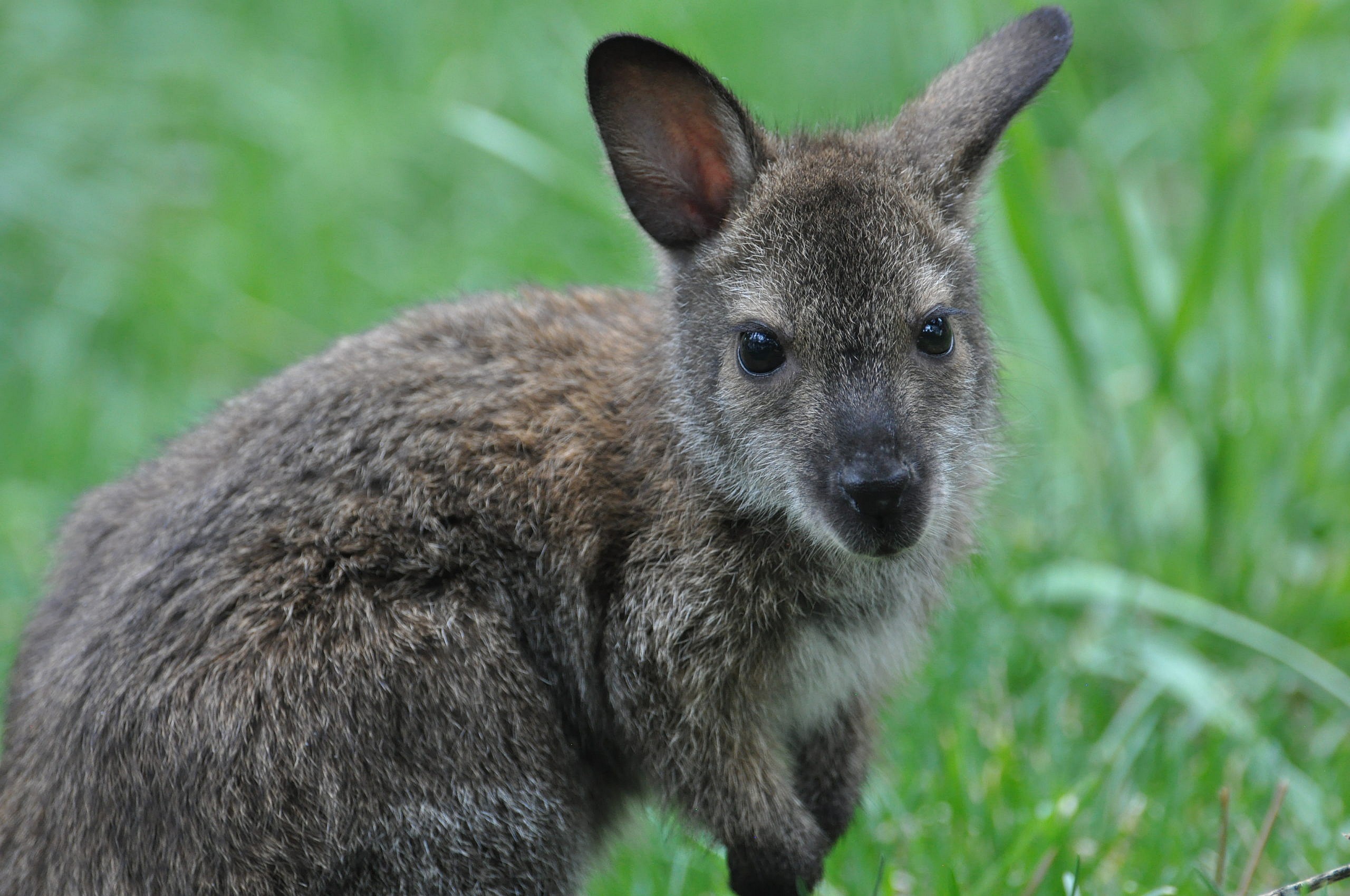 Red-necked wallaby joe in the grass