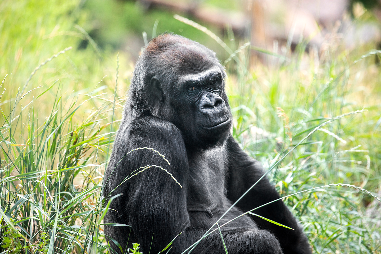 Western Lowland Gorilla Archives - Page 2 of 4 - CMZoo, image size:1440x960