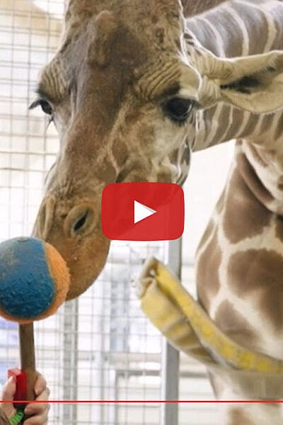 Animal Replica Toy Giraffe– Bristol Zoological Society