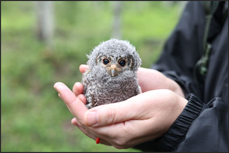 Flammulated owl being held in a human's hand