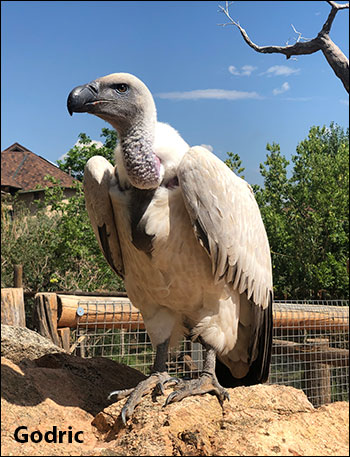 Why You Should Love Vultures Part 1: Misunderstood until it was almost too  late - News - Wild Life Vets International
