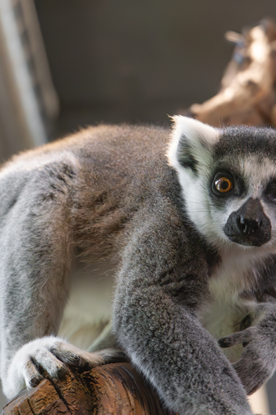 Ring-Tailed Lemur Fact Sheet | Blog | Nature | PBS