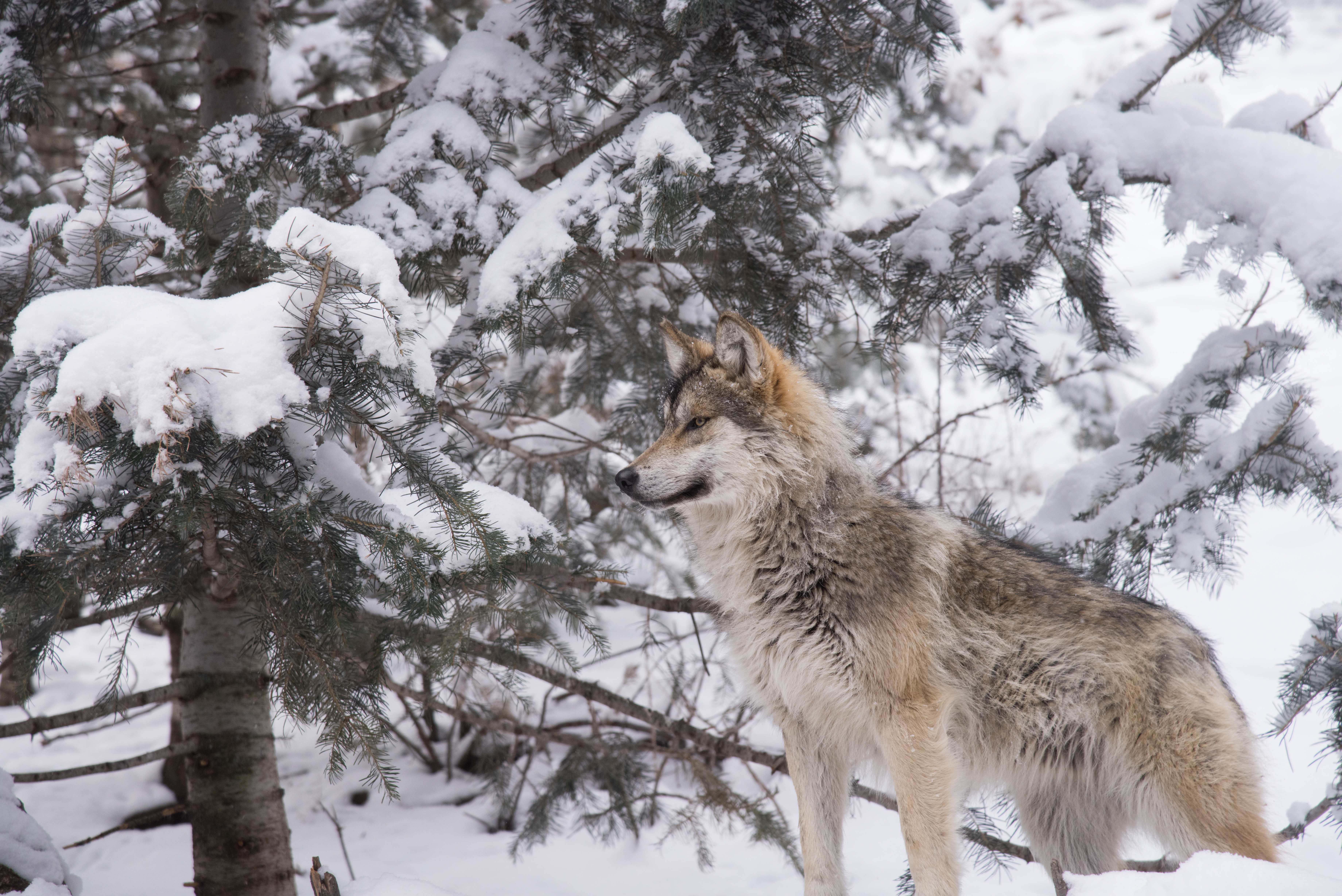 Mexican wolf in winter scene