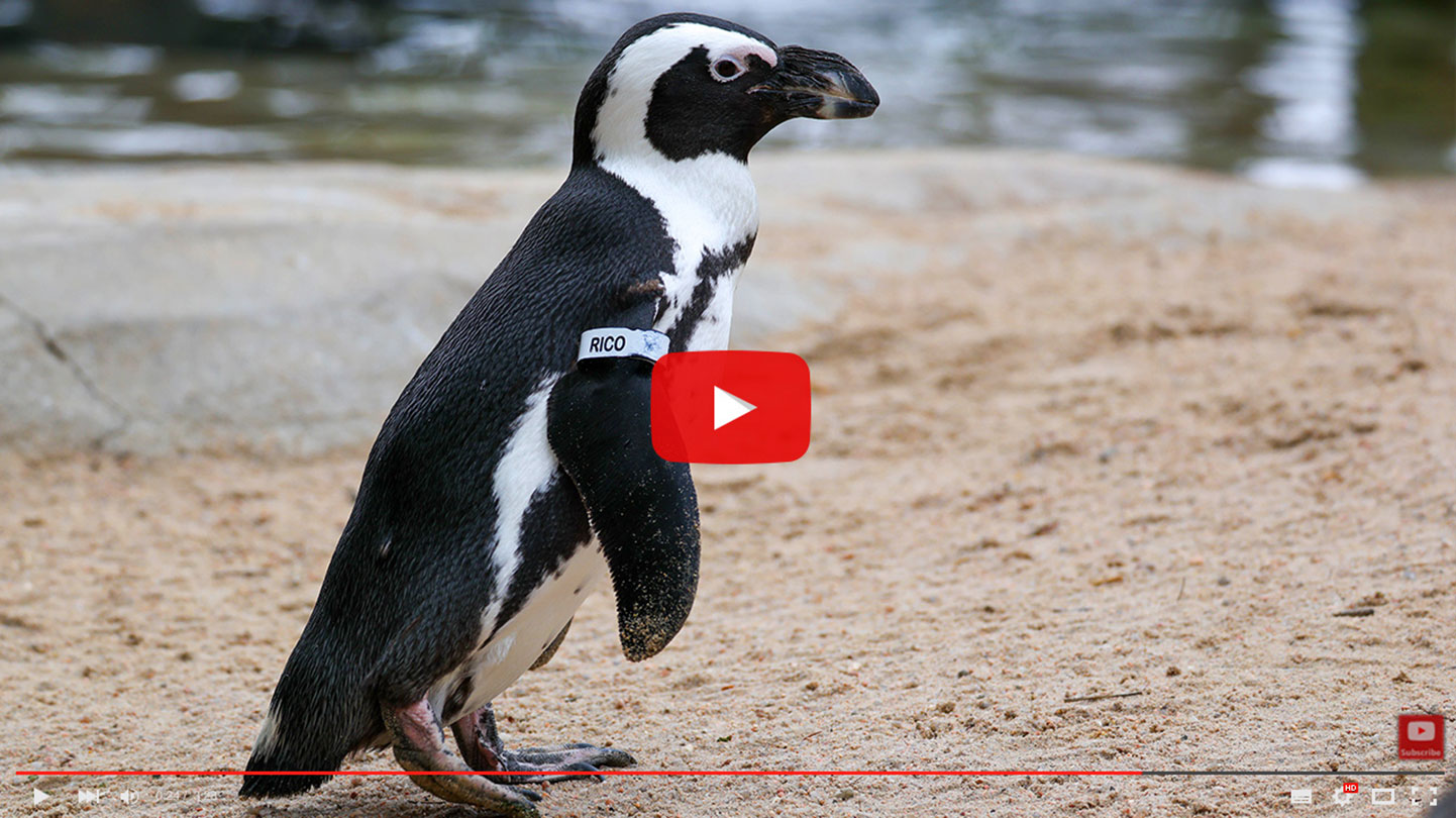 Waterhole video story - Penguins Sept. 2025