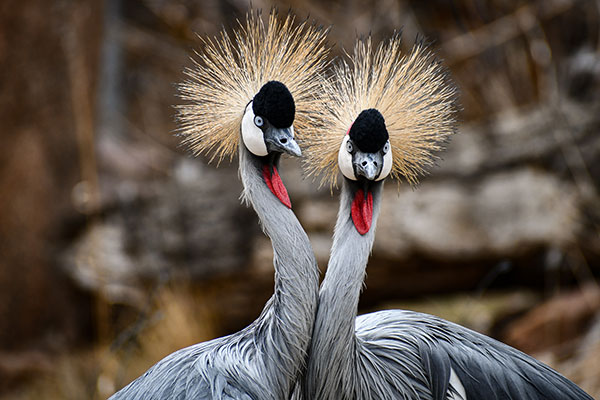 Crowned cranes Inzi and Tagi outside