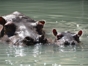 Zambezi and Omo in the water, faces looking at you
