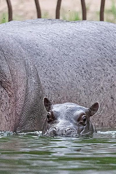 Featured Animals - Nile Hippopotamus - CMZoo