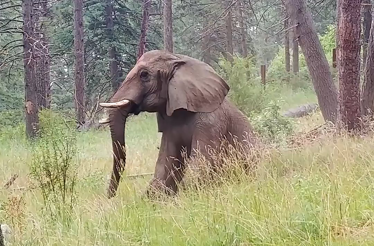 African elephant in CMZoo's vacation yard relaxing on her haunches