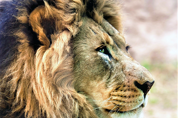 African lion male Abuto portrait