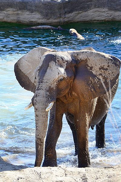 Featured Animals - African Elephant - CMZoo