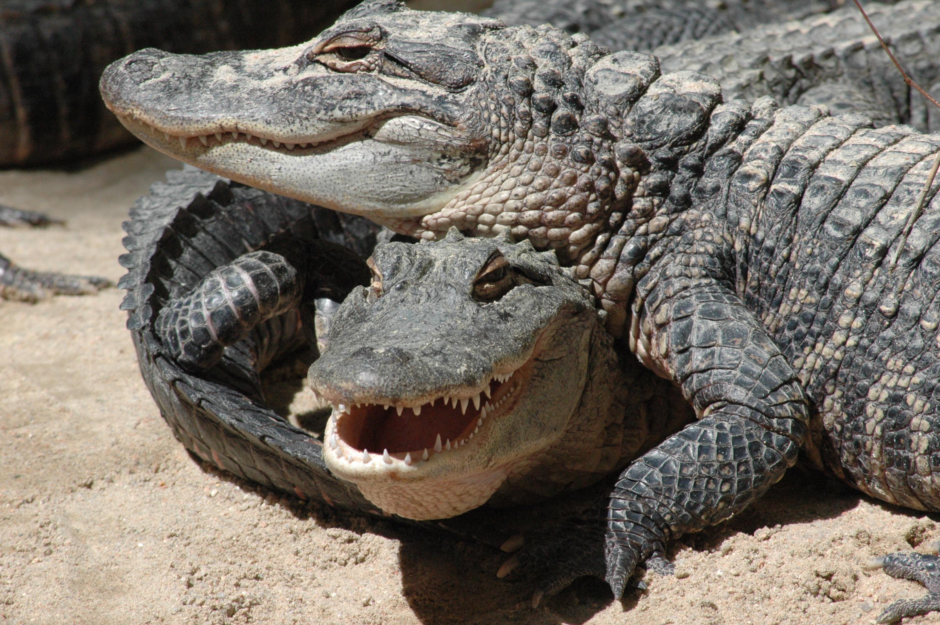 Featured Animals - American Alligator - CMZoo