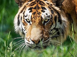 Amur tiger Chewy portrait in the grass