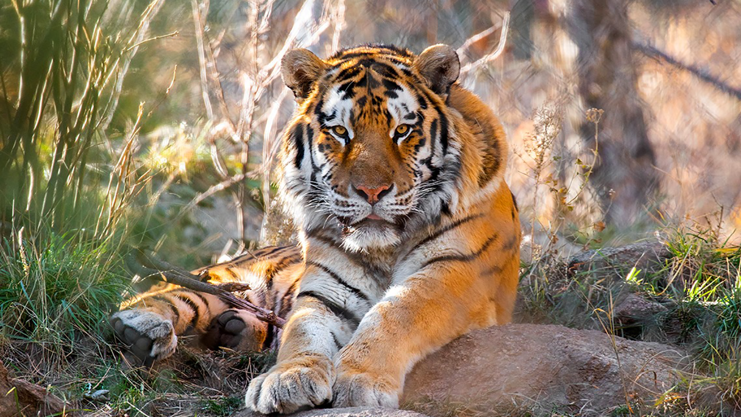 Amur tiger Chewy portrait