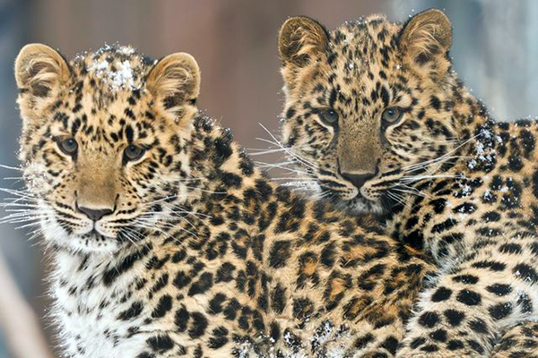 Amur leopard cubs Basha and Mango