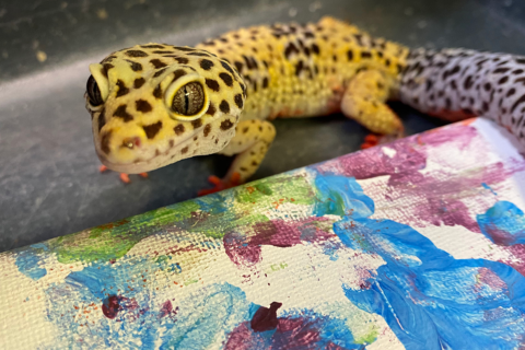Featured Animals - Leopard Gecko - CMZoo
