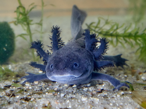 Axolotl photo blue color, front facing the camera