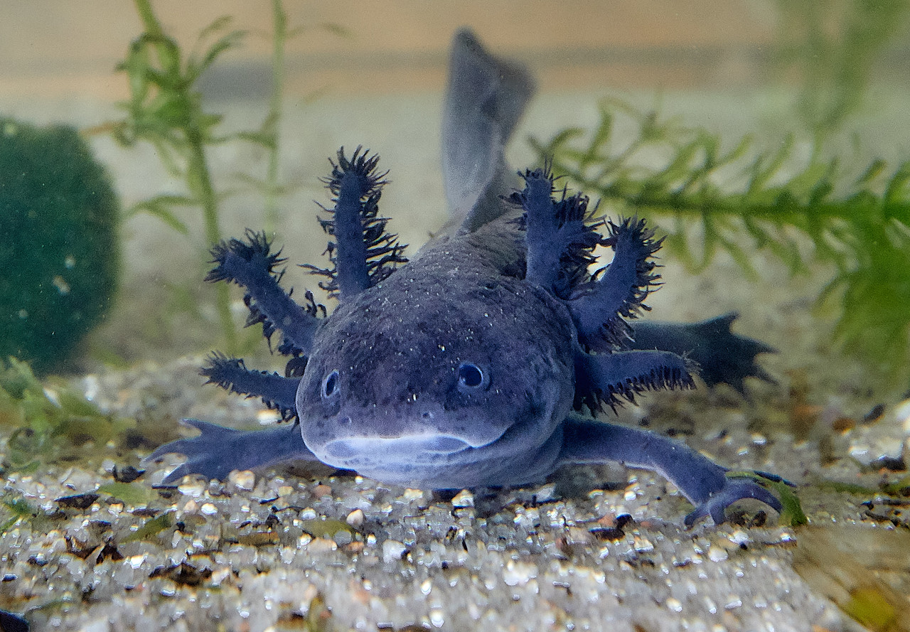 Axolotl photo blue color, front facing the camera