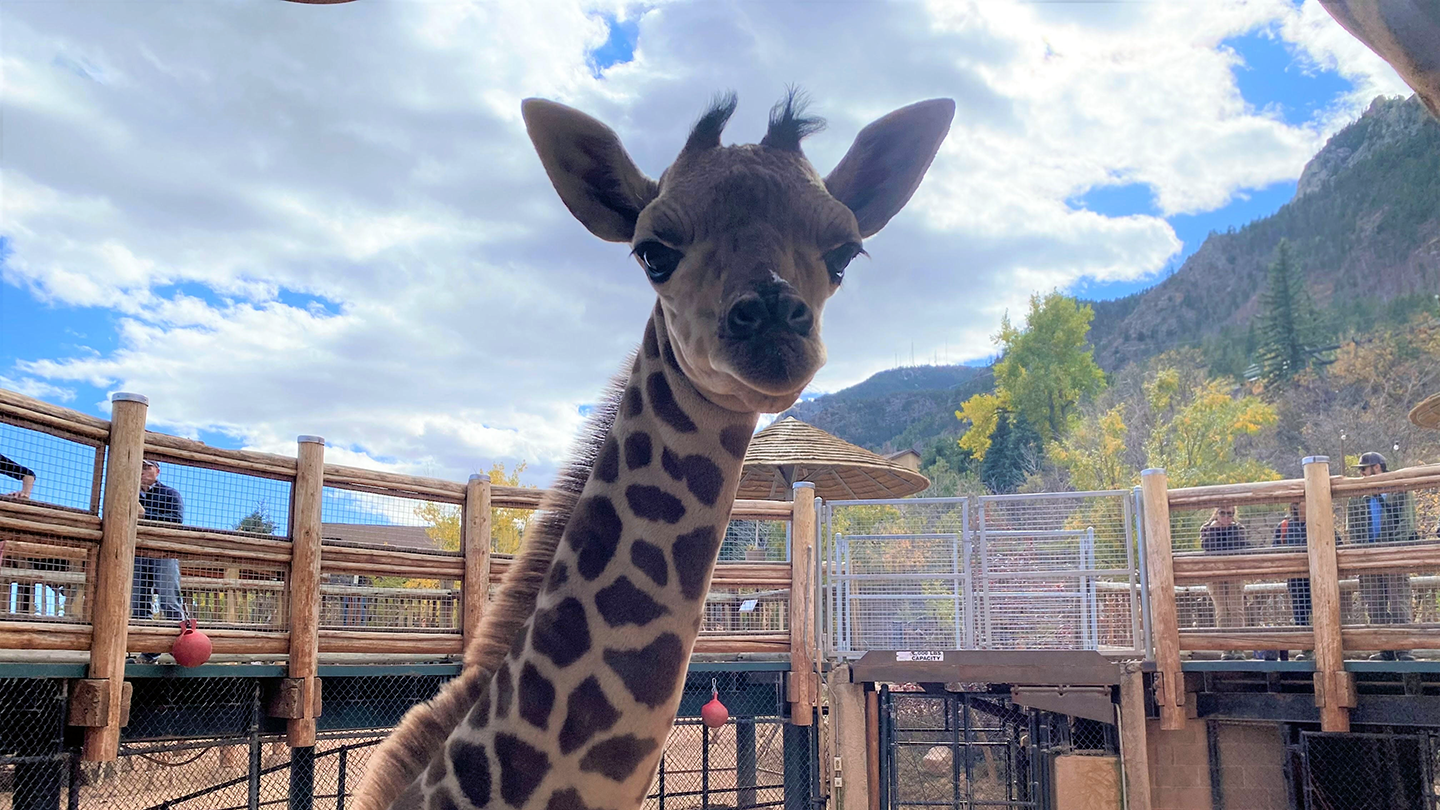 Bailey's 20-22 giraffe calf Wednesday, portrait.