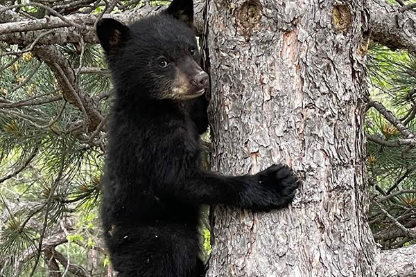 Bear cub in tree sculpture