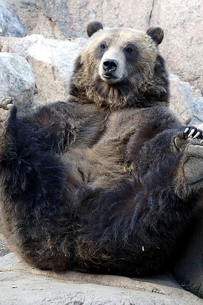 Featured Animals - Grizzly Bear - CMZoo