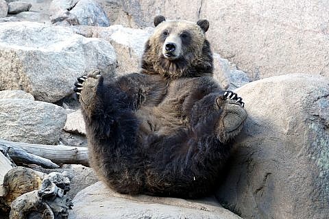 Featured Animals - Grizzly Bear - CMZoo