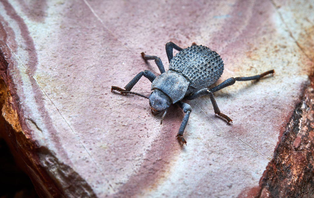 blue death feigning beetle2 1024x645