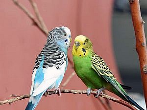 Two budgies on a branch, one blue, one green