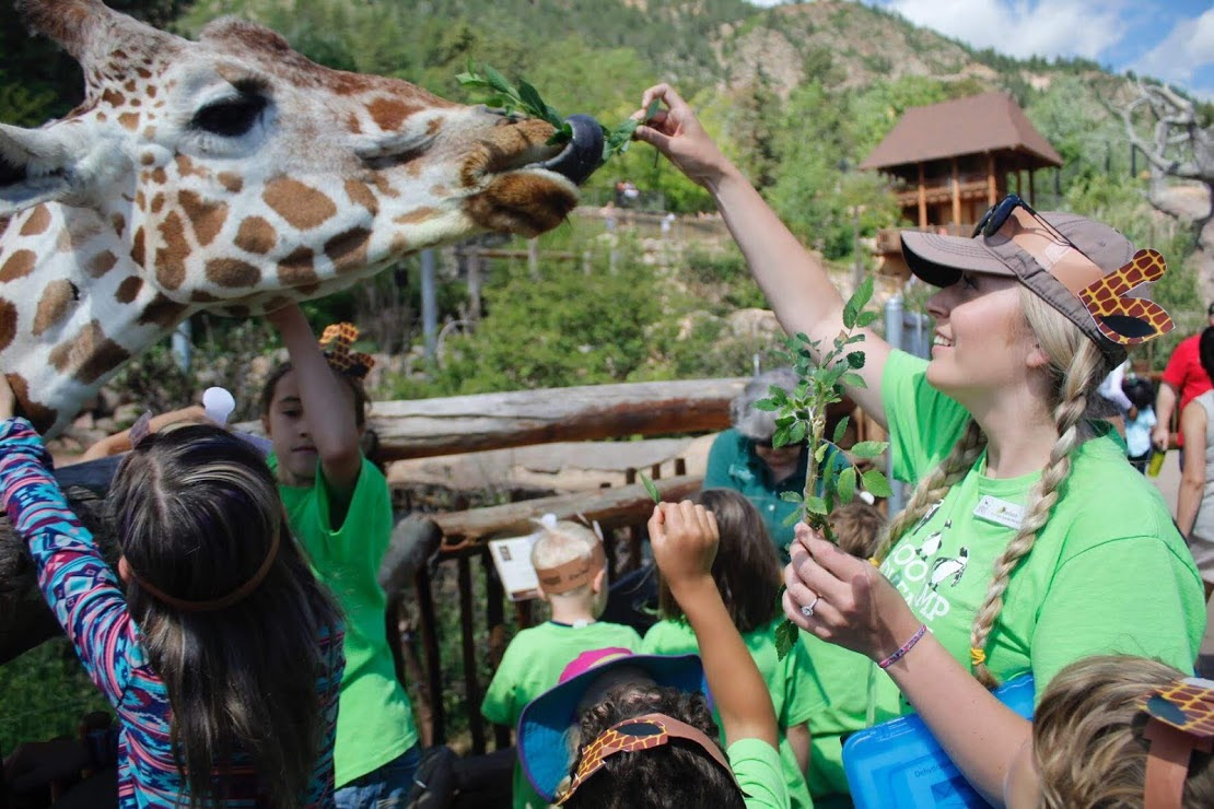 Camp counselor with kids feeding lettuce to giraffe at a Cheyenne Mountain Zoo summer camp program