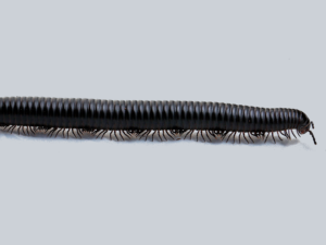 Giant African millipede portrait stretched out - right side