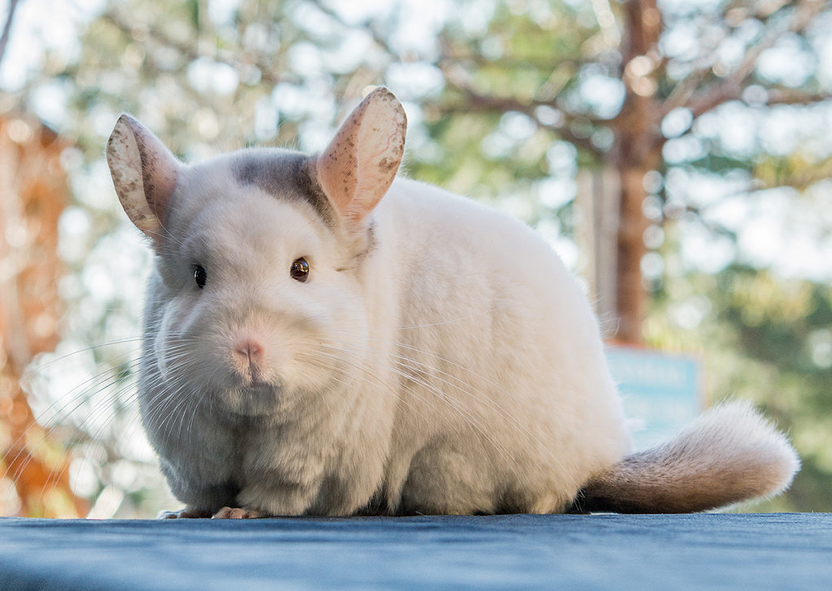 chinchilla care 101