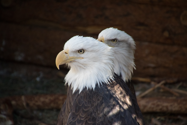 Two bald eagles portriat