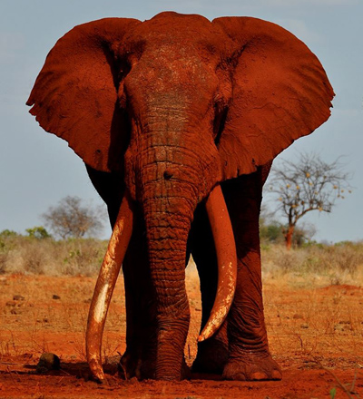 Elephant in Tsavo National Park, Kenya Africa