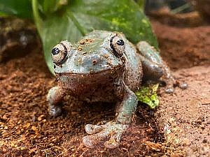 Frog looking at camera with leaves