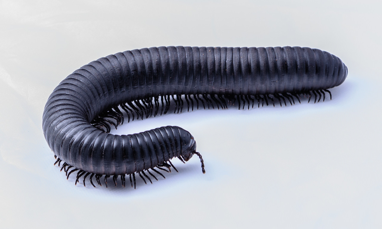 Giant millipede pic