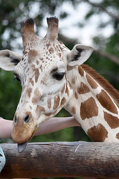 Yes, They Used A Real Giraffe For The Last Of Us Season 1 Finale