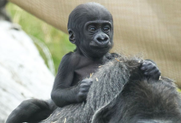 Asha's western lowland gorilla baby boy, Sully portrait