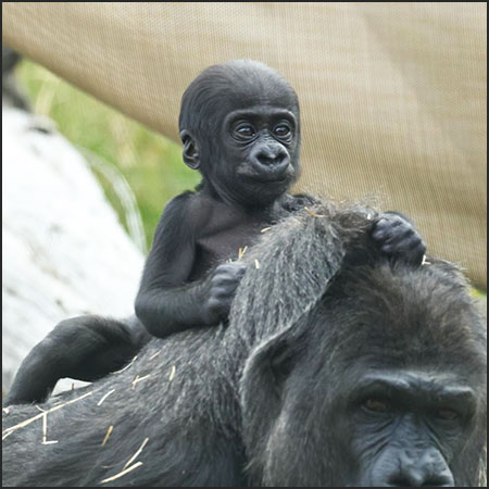 Asha's western lowland gorilla baby boy, Sully portrait
