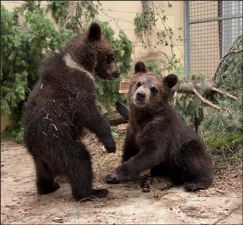 Grizzly bear cubs playing together at Cheyenne Mountain Zoo