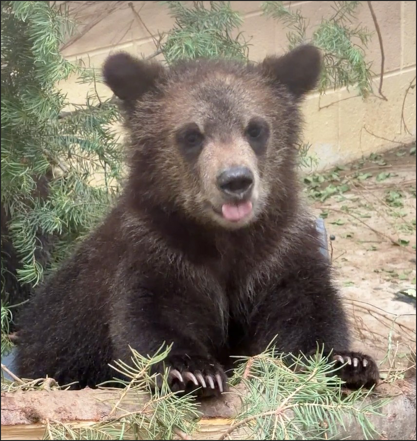 Grizzly bear cub at Cheyenne Mountain Zoo