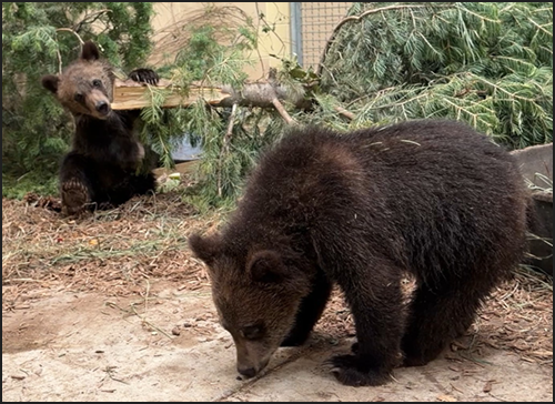 Grizzly bear cubs playing together at Cheyenne Mountain Zoo