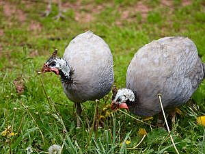 Two guinea fowl pecking at the grass