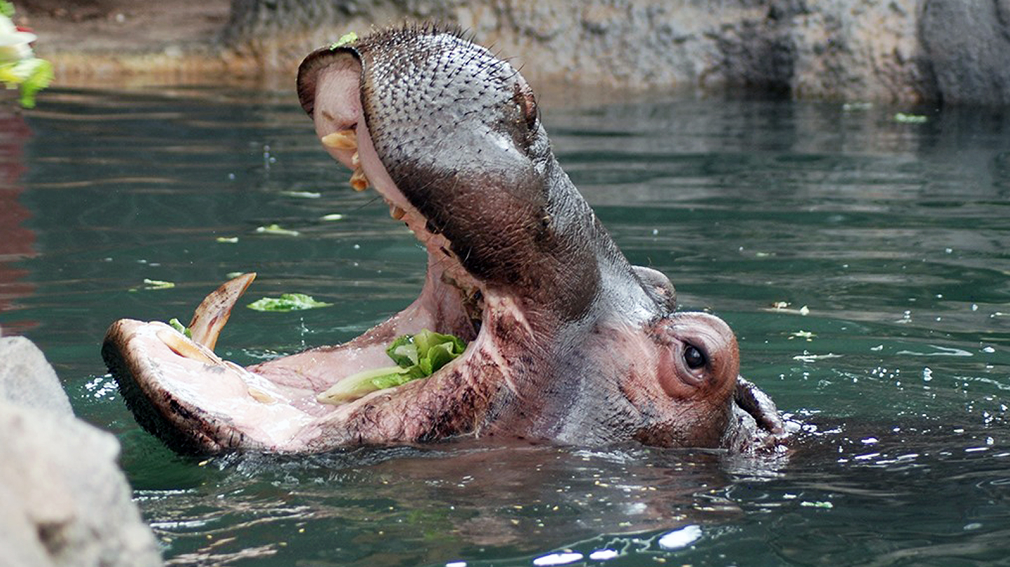 Hippo Kasai in the water