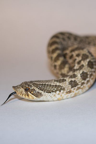 Featured Animals - Western Hognose Snake - CMZoo